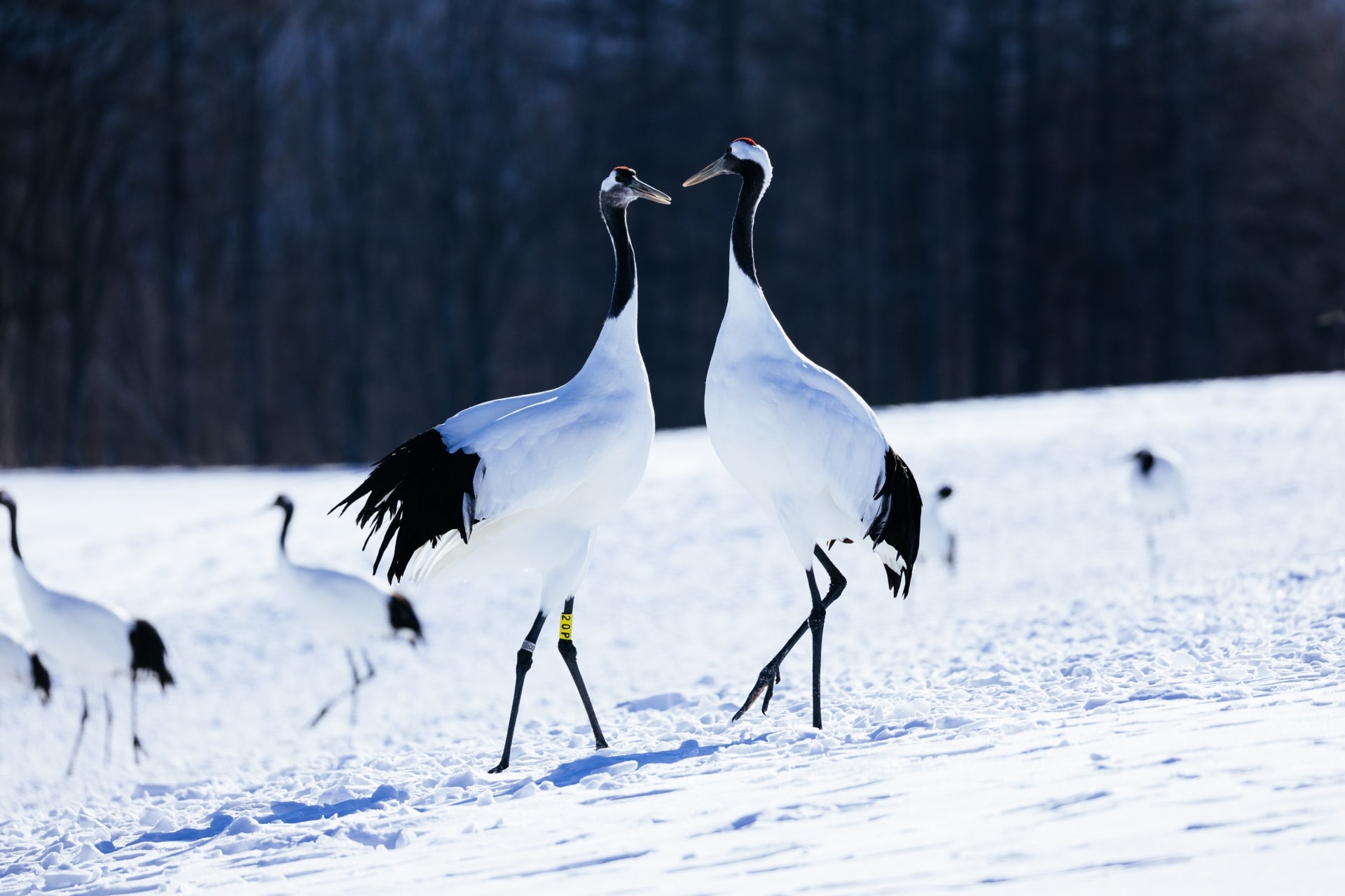 2025年12月/2026年1月の休業日｜人生はあっという間…