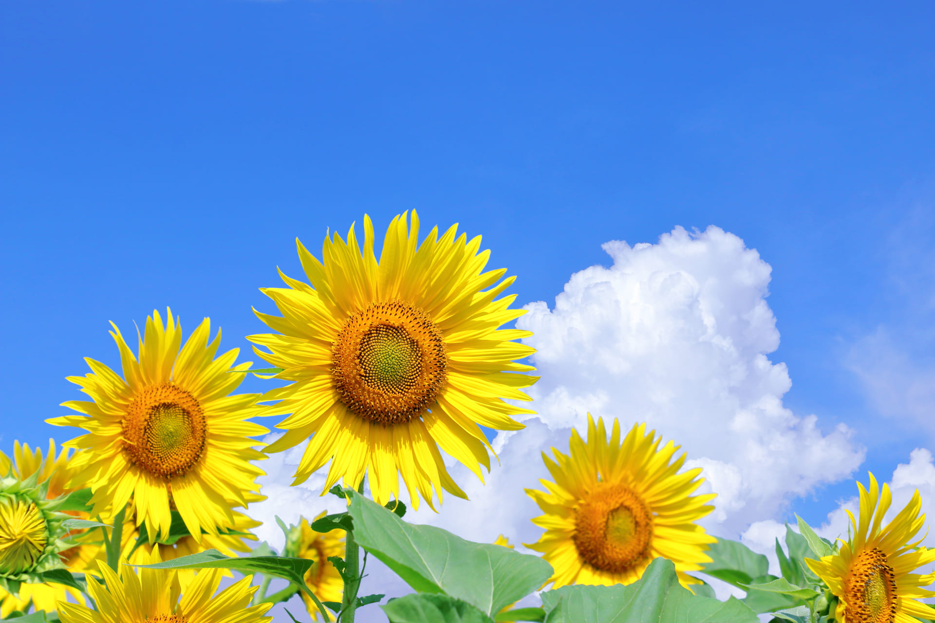Sunflower